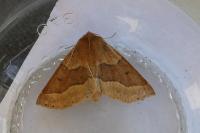 Crocallis tusciaria