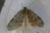 Epirrita