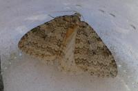 Epirrita