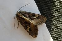 Trigonophora flammea