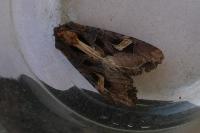 Trigonophora flammea
