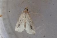 Schrankia costaestrigalis