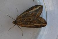 Chesias legatella