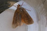 Amphipyra livida