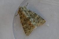 Polymixis flavicincta flavicincta