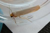 Eilema caniola