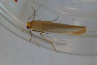 Eilema caniola