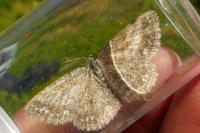 Scopula immorata
