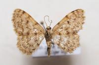 Scopula asellaria asellaria