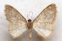 Scopula asellaria asellaria