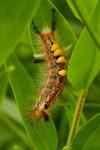 Orgyia antiqua