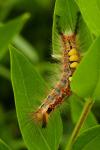 Orgyia antiqua