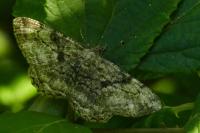 Peribatodes rhomboidaria rhomboidaria
