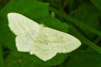Scopula nigropunctata