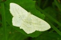 Scopula nigropunctata