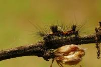 Orgyia antiqua
