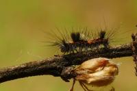 Orgyia antiqua
