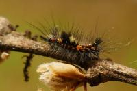 Orgyia antiqua