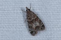 Eudonia mercurella