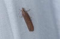 Lamoria zelleri