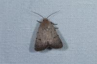 Caradrina aspersa