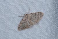 Idaea alyssumata