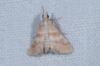 Metasia suppandalis