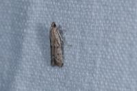 Phycitodes inquinatella