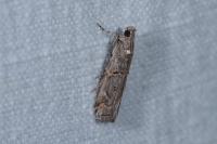 Pempelia palumbella