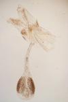 Phycitodes inquinatella