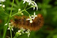 Diaphora mendica