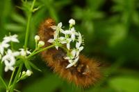 Diaphora mendica