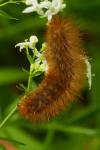 Diaphora mendica