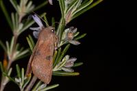 Ammopolia witzenmanni