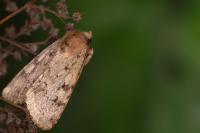 Amphipyra effusa