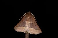 Crocallis tusciaria