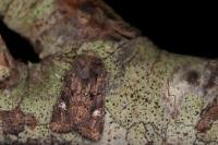 Dryobota labecula