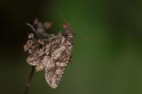 Dryobotodes eremita