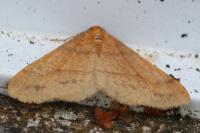 Phigaliohybernia aurantiaria