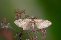 Eupithecia ericeata
