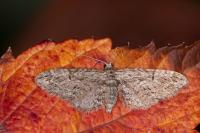 Eupithecia oxycedrata