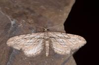 Eupithecia rosmarinata
