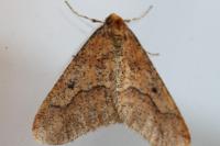 Erannis defoliaria