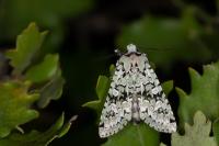 Griposia aprilina