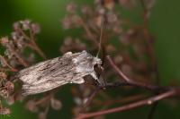 Lithophane leautieri