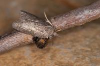 Nycteola revayana