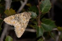 Polymixis flavicincta flavicincta