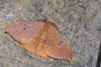 Watsonalla uncinula
