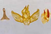 Eupithecia rosmarinata