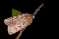 Amphipyra effusa